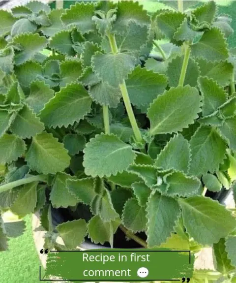 A Scientific Look at Oregano’s Role in Supporting Wellness